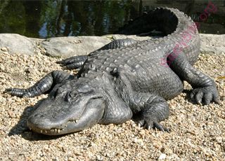 alligator (Oops! image not found)