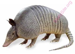 armadillo (Oops! image not found)