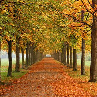 autumn (Oops! image not found)