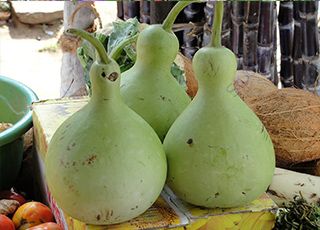 Bottle-gourd (Oops! image not found)