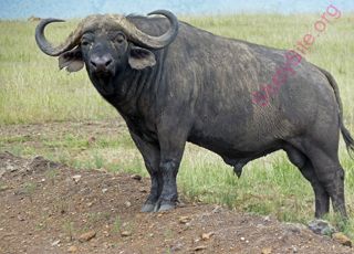 buffalo (Oops! image not found)