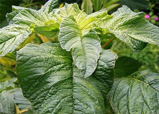 Callaloo (Oops! image not found)