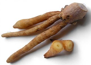 Chinese-ginger (Oops! image not found)
