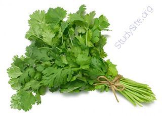 Cilantro (Oops! image not found)
