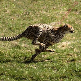 cheetah (Oops! image not found)