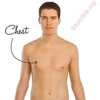 chest (Oops! image not found)