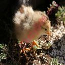 chick (Oops! image not found)