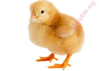 chicken (Oops! image not found)
