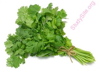 cilantro (Oops! image not found)