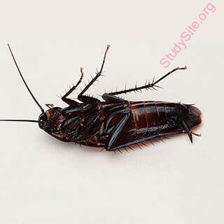 cockroach (Oops! image not found)