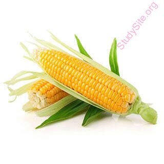 corn (Oops! image not found)