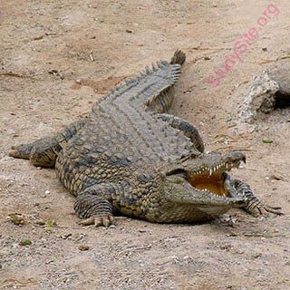 crocodile (Oops! image not found)