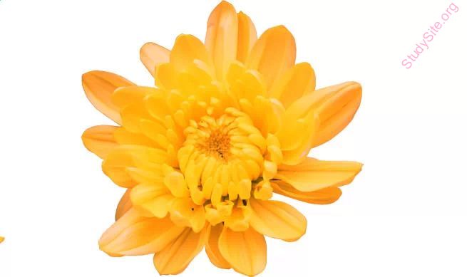 dahlia (Oops! image not found)
