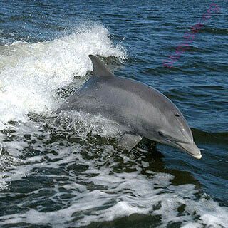 dolphin (Oops! image not found)