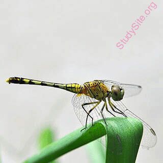dragonfly (Oops! image not found)