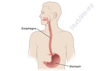 Esophagus (Oops! image not found)