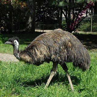 emu (Oops! image not found)