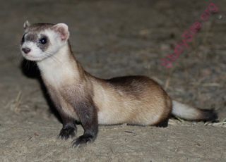 ferret (Oops! image not found)