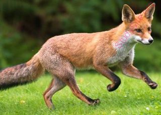 fox (Oops! image not found)