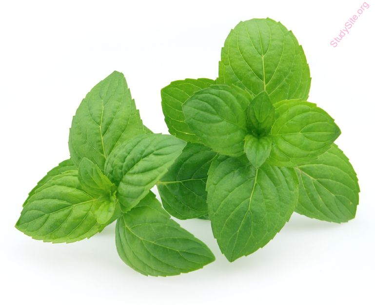 fresh-mint (Oops! image not found)