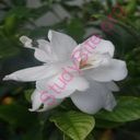 gardenia (Oops! image not found)