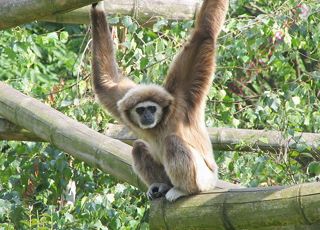 gibbon (Oops! image not found)
