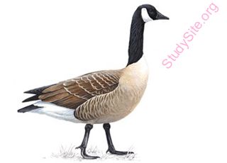 goose (Oops! image not found)