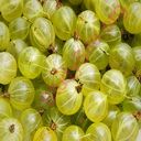 gooseberry (Oops! image not found)