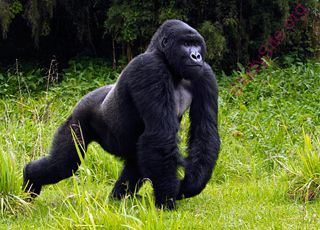 gorilla (Oops! image not found)