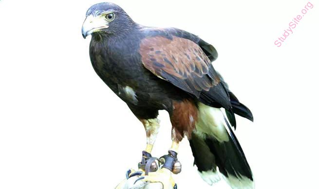 hawk (Oops! image not found)