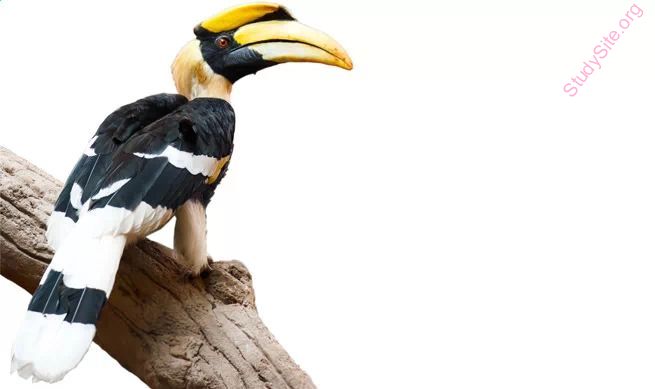 hornbill (Oops! image not found)