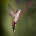 hummingbird (Oops! image not found)