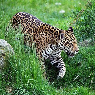 jaguar (Oops! image not found)