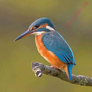 kingfisher (Oops! image not found)