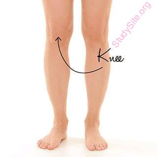 knee (Oops! image not found)