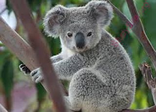 koala (Oops! image not found)