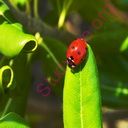 ladybug (Oops! image not found)