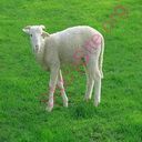lamb (Oops! image not found)