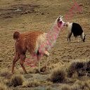 llama (Oops! image not found)