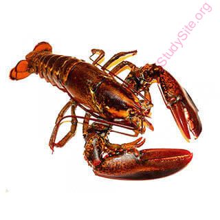 lobster (Oops! image not found)