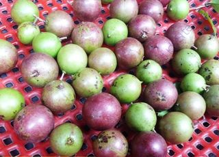 Madagascar-Plum (Oops! image not found)