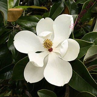magnolia (Oops! image not found)