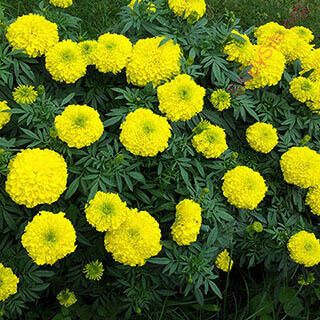 marigold (Oops! image not found)