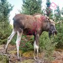 moose (Oops! image not found)