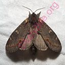 moth (Oops! image not found)