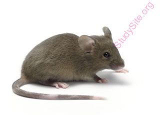 mouse (Oops! image not found)