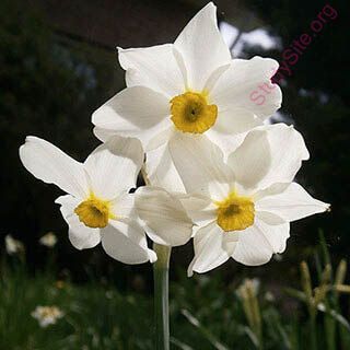 narcissus (Oops! image not found)