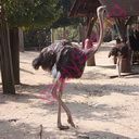 ostrich (Oops! image not found)