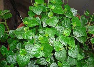 Peperomia-pellucida (Oops! image not found)
