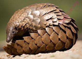 pangolin (Oops! image not found)